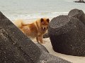 sylt (11)